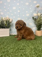 Vera  AKC, a female Poodle - Toy  for sale in Goldsboro, NC – 3 of 5