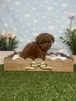 Violet AKC, a female Poodle - Toy  for sale in Goldsboro, NC – 6 of 6