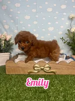 Emely AKc, a female Poodle - Toy  for sale in Goldsboro, NC – 2 of 4