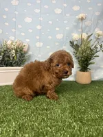 Vera  AKC, a female Poodle - Toy  for sale in Goldsboro, NC – 5 of 5