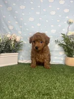 Wes AKC, a male Poodle - Toy  for sale in Goldsboro, NC – 3 of 4