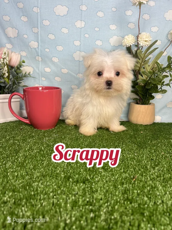 Scrappy ( teacup) – Maltese puppy for sale in Goldsboro, NC