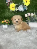 Washington , a male Maltipoo for sale in Goldsboro, NC – 4 of 5