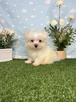 Scrappy ( teacup), a male Maltese for sale in Goldsboro, NC – 6 of 8