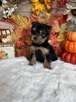 Jason AKC, a male Yorkshire Terrier for sale in Goldsboro, NC – 2 of 4