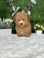 Alden AKC, a female Poodle - Toy  for sale in Goldsboro, NC – 3 of 5
