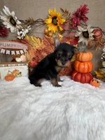Frank AKC, a male Yorkshire Terrier for sale in Goldsboro, NC – 2 of 4