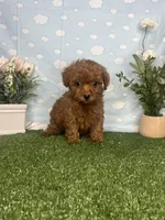 Violet AKC, a female Poodle - Toy  for sale in Goldsboro, NC – 5 of 6