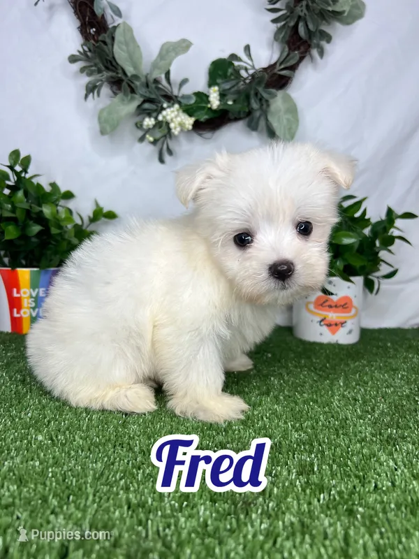 Fred – Maltese puppy for sale in Goldsboro, NC