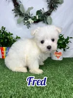 Fred, a male Maltese for sale in Goldsboro, NC – 1 of 5