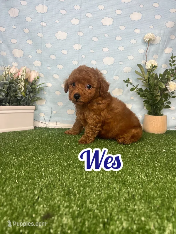 Wes AKC – Poodle - Toy  puppy for sale in Goldsboro, NC