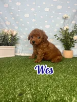 Wes AKC, a male Poodle - Toy  for sale in Goldsboro, NC – 2 of 4