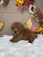 Rei AKC , a male Poodle - Toy  for sale in Goldsboro, NC – 4 of 4