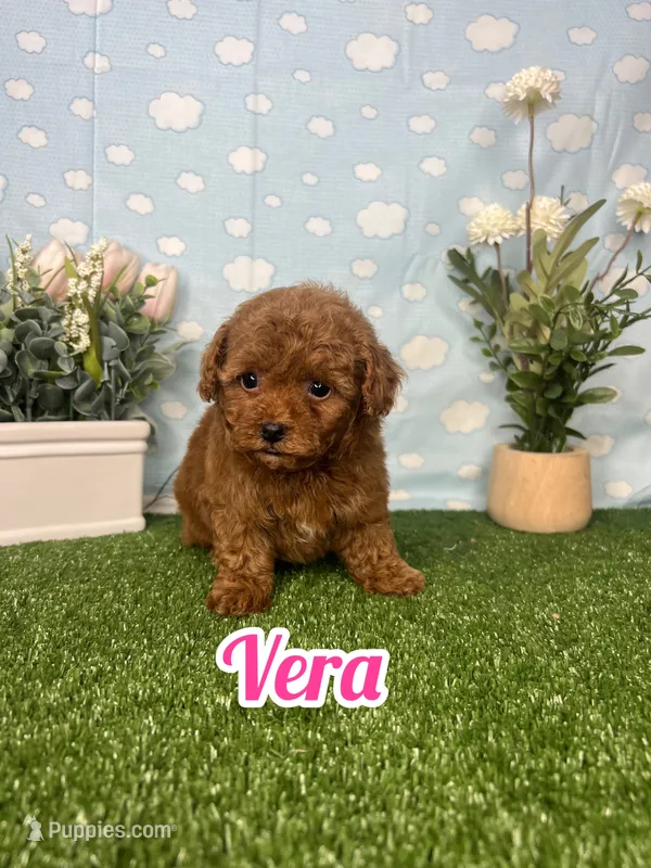 Vera  AKC – Poodle - Toy  puppy for sale in Goldsboro, NC