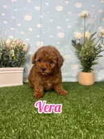 Vera  AKC, a female Poodle - Toy  for sale in Goldsboro, NC – 1 of 5