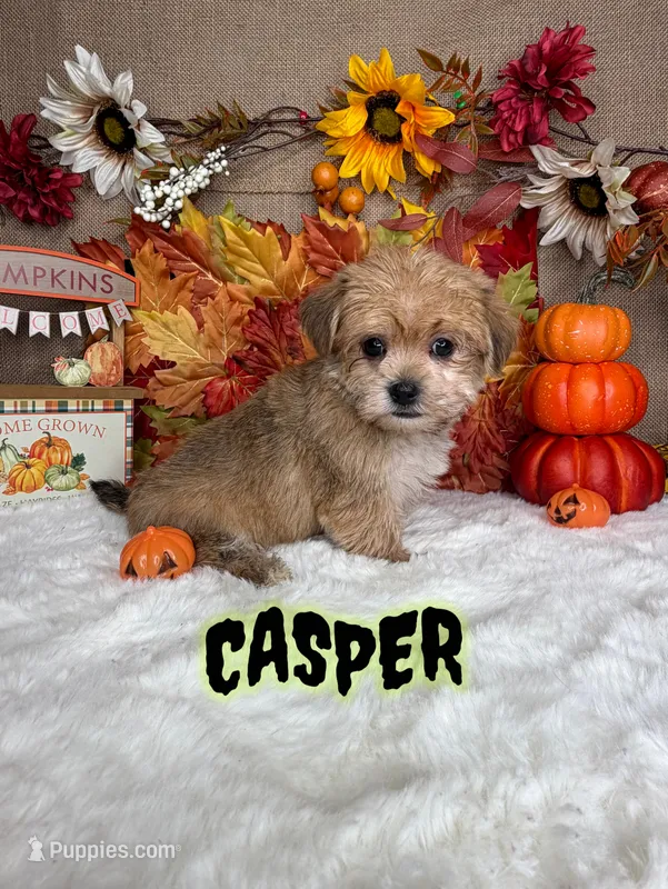 Casper – Morkie puppy for sale in Goldsboro, NC