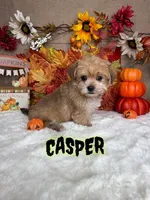 Casper, a male Morkie for sale in Goldsboro, NC – 1 of 4