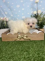 Scrappy ( teacup), a male Maltese for sale in Goldsboro, NC – 8 of 8