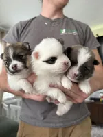 Rolly, a female Pomeranian for sale in Circleville, OH – Photo 4 of 6