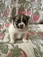 Rolly, a female Pomeranian for sale in Circleville, OH – Photo 5 of 6