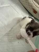 Rolly, a female Pomeranian for sale in Circleville, OH – Photo 2 of 6