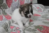 Rolly, a female Pomeranian for sale in Circleville, OH – Photo 1 of 6