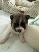 Rolly, a female Pomeranian for sale in Circleville, OH – Photo 3 of 6