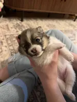 Rolly, a female Pomeranian for sale in Circleville, OH – Photo 6 of 6