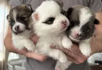 Skip , a female Pomeranian for sale in Circleville, OH – Photo 3 of 5