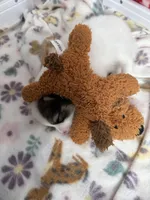 Skip , a female Pomeranian for sale in Circleville, OH – Photo 5 of 5