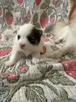 Skip , a female Pomeranian for sale in Circleville, OH – Photo 4 of 5