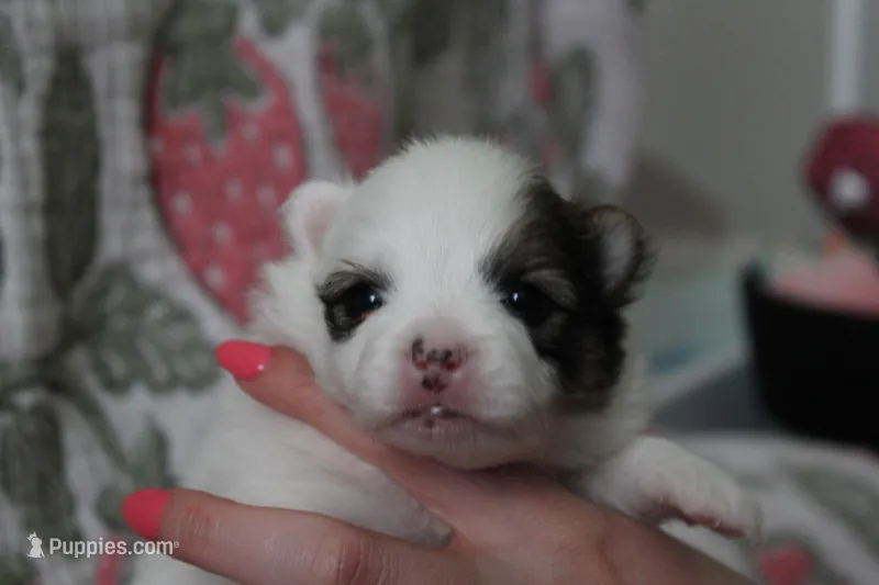 Skip  – Pomeranian puppy for sale in Circleville, OH