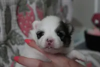 Skip , a female Pomeranian for sale in Circleville, OH – Photo 1 of 5