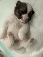 Bucky, a male Pomeranian for sale in Circleville, OH – Photo 2 of 5