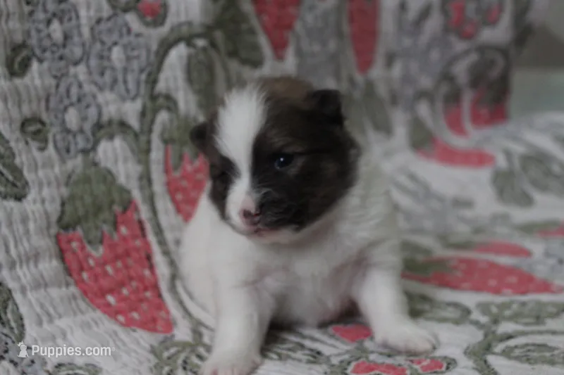 Bucky – Pomeranian puppy for sale in Circleville, OH