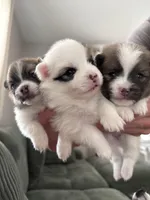 Bucky, a male Pomeranian for sale in Circleville, OH – Photo 3 of 5