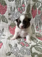 Bucky, a male Pomeranian for sale in Circleville, OH – Photo 4 of 5