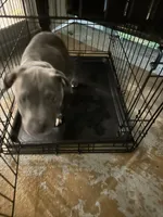 Pluto, a male American Bully for sale in Dallas, TX – 2 of 4