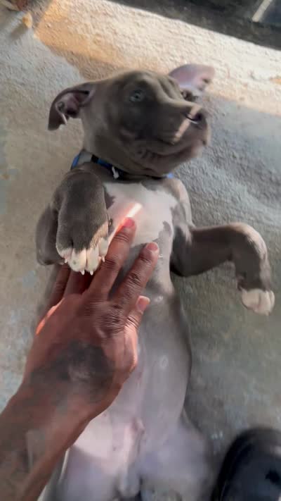 Pluto, a male American Bully for sale in Dallas, TX – 4 of 4