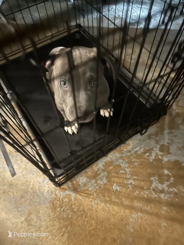 Pluto – American Bully puppy for sale in Dallas, TX