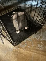Pluto, a male American Bully for sale in Dallas, TX – 1 of 4