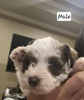 Royal, a male Miniature Schnauzer for sale in Spring Branch, TX – 2 of 2