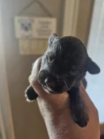 Tex, a male Miniature Schnauzer for sale in Spring Branch, TX – Photo 9 of 9