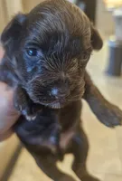 Tex, a male Miniature Schnauzer for sale in Spring Branch, TX – Photo 5 of 9