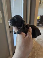 Tex, a male Miniature Schnauzer for sale in Spring Branch, TX – Photo 7 of 9