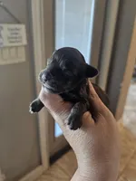 Tex, a male Miniature Schnauzer for sale in Spring Branch, TX – Photo 8 of 9