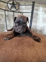 Tex, a male Miniature Schnauzer for sale in Spring Branch, TX – Photo 2 of 9