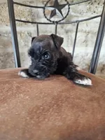 Tex, a male Miniature Schnauzer for sale in Spring Branch, TX – Photo 1 of 9