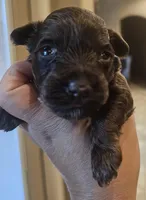 Tex, a male Miniature Schnauzer for sale in Spring Branch, TX – Photo 4 of 9