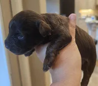 Tex, a male Miniature Schnauzer for sale in Spring Branch, TX – Photo 6 of 9